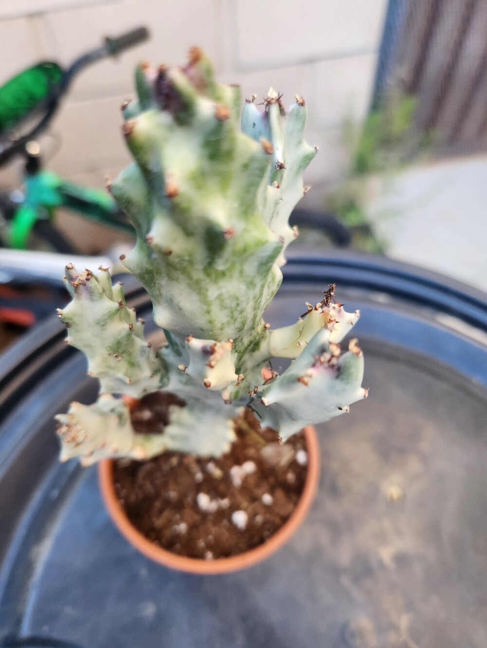 RARE 10" Euphorbia Lactea Ghost Variegated Dragon Bones With multiple arms - Picture 12 of 14